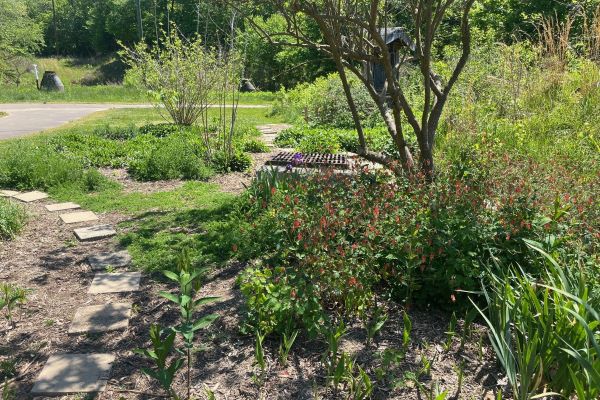 Gold Park pollinator garden